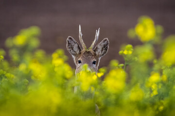 Wildlife animal