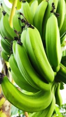 Green Banana Bunch on Tree &ndash; Fresh Tropical Fruit Close-Up