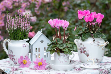 romantisches Garten-Arrangement mit pink Alpenveilchen, Heidekraut und vintage Porzellan	
