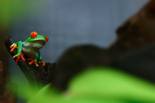 Colorful amazon Red-eyed tree frog clutching on green leaves with blurred foreground from green bokeh. Selective focus at eye and copy space. Background for natural wildlife or exotic pets.