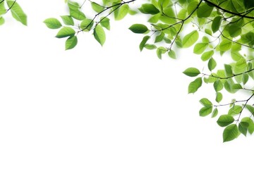 Fototapeta premium Tree branches with green leaf on left border tree backgrounds outdoors.