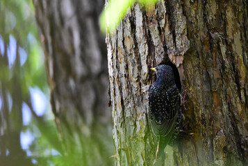 European Starling, Sturnus vulgaris, Entering Nest to Feed Chicks in a Tree Trunk Hollow. Spring breeding season. Romania Wildlife in Natural Habitat. 