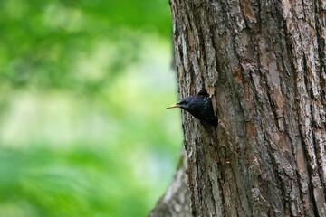European Starling, Sturnus vulgaris, Exiting Nest After FeedingChicks in a Tree Trunk Hollow. Spring breeding season. Romania Wildlife in Natural Habitat. 