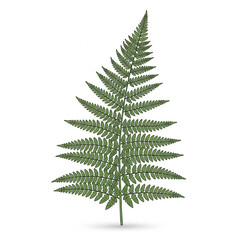 fern leaf isolated on white
