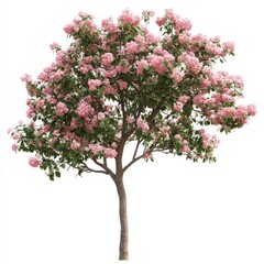 Fototapeta premium Tree with pink flowers flowering botanical blossom.