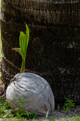 Young coconut palm plant growing from husk in front of mature coconut tree.
