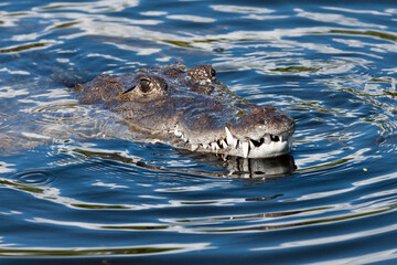 Morelet's Crocodile with head and teeth above water.