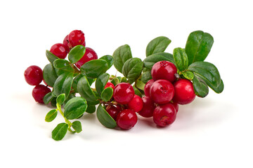Lingonberry Vaccinium vitisidaea cluster, isolated on white background