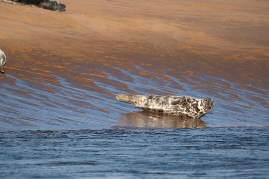 View of seals bask in the shimmering waters meeting the sandy shore, creating a serene coastal tableau, Newburgh, Scotland, United Kingdom.