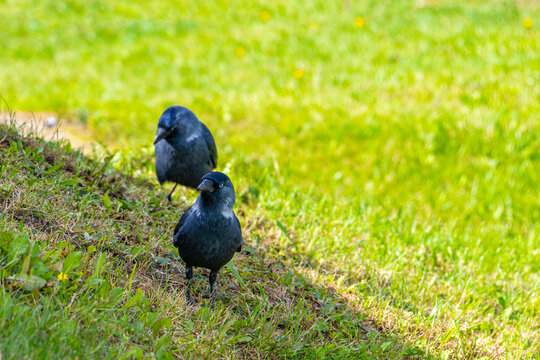 Jackdaw jackdaws bird birds searching for food on grass Belarus.