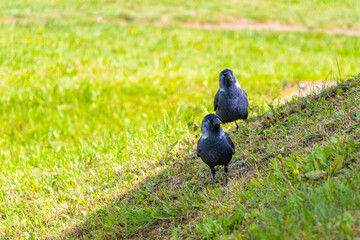 Jackdaw jackdaws bird birds searching for food on grass Belarus.