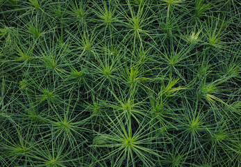 Background of young pine seedlings top view. Pine seedlings.