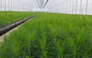 Background of young pine seedlings. Pine seedlings.