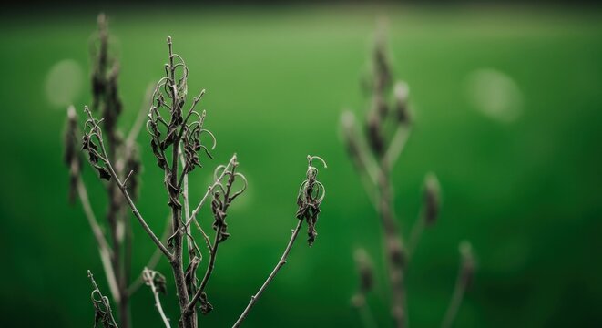 Dried plant sprigs against vibrant green background - Powered by Adobe