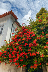 Vibrant flowers with green foliage
