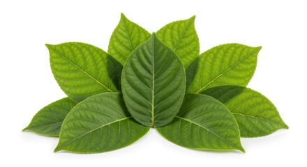 Obraz premium Fresh green leaves arranged in a fan shape