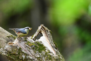 Eurasian Nuthatch, Sitta europaea, on a Forest Tree Trunk with a Insect Larva in its Beak. Nuthatch Carrying Insect for Young, Spring Feeding, Romania Wildlife in Natural Habitat. 
