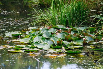 pond with flowers