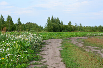 Dirt road through a field with wildflowers and a forest in the distance under a cloudy sky