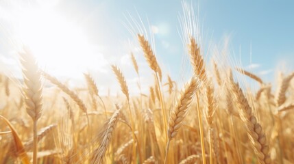 Fototapeta premium Golden wheat agriculture nature field.