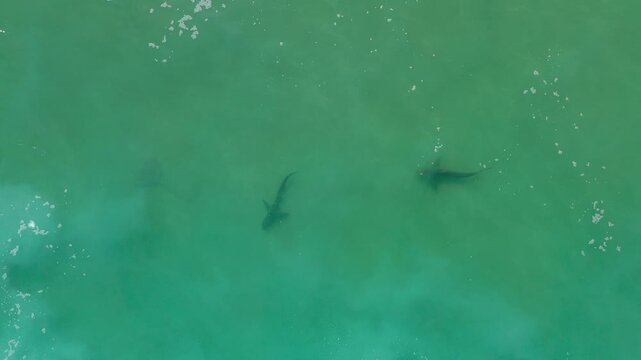 Sharks at the mouth of the Hadera River near the Orot Rabin Israel power station from a drone view
