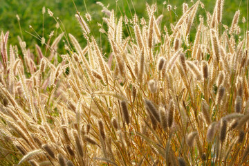 Golden Grasses in Sunlight Under Clear Blue Sky in Natural Landscape