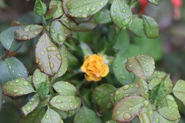 Rosebud surrounded by green leaves covered in raindrops.