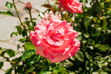 Fototapeta premium Rosa de color rosáceo