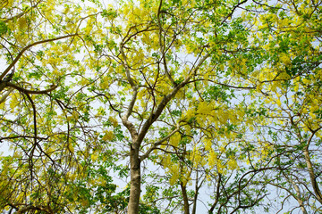 Bright Yellow Flowers on Lush Green Tree Branches in Sunny Daylight