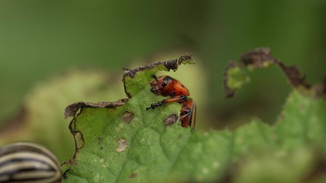 Destructive colorado potato beetle larva consuming potato leaf, revealing significant agricultural challenge for crop production and plant health
