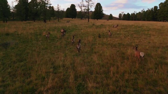 a herd of marals runs across an autumn field