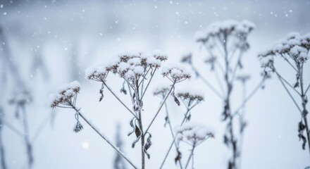 Obraz premium Winter plants, snow-covered