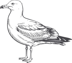 Fototapeta premium Detailed Vector Illustration of a Seagull in Gray Scale on Clear Field
