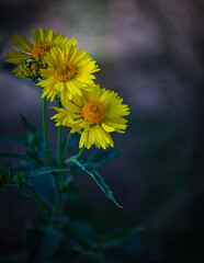 Close-up of vibrant yellow wildflowers blooming in natural sunlight against a dark blurred background