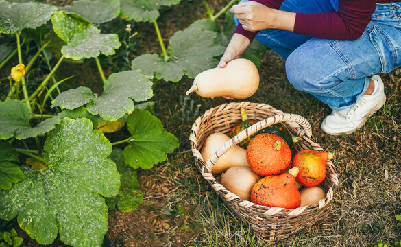 Female farmer picking up organic pumpkins from vegetable garden - Caucasian woman working outdoor during fall season - Small business and autumn lifestyle concept - Focus on vegetables inside wood box - Powered by Adobe