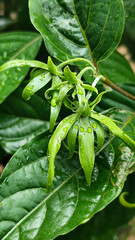 Memories for the name of the Ylang-ylang flower, the yellow flower petals smell good, look fresh after the rain. Close up of Dwarf Ylang-Ylang flower.	