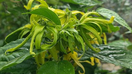 Memories for the name of the Ylang-ylang flower, the yellow flower petals smell good, look fresh after the rain. Close up of Dwarf Ylang-Ylang flower.	