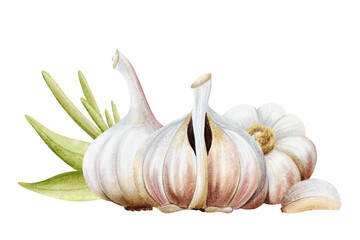 Watercolor garlic with leaves and cloves horizontal illustration isolated on white with dry bulbs and plant stem. Hand drawn botanical vegetable clip art for folk medicine and Italian food designs