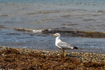 Majestic seagull stands gracefully on pebble and seaweed-covered beach beside shimmering blue ocean on bright, sunny day with gentle waves sparkling.