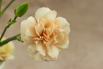 Bud of bush carnation flower. Macro. Pink bush carnation flower on warm background.