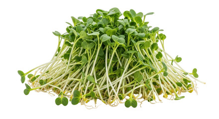 Isolated Alfalfa Sprouts Pile