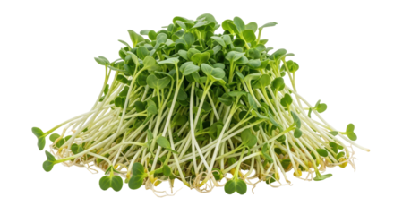 Isolated Alfalfa Sprouts Pile