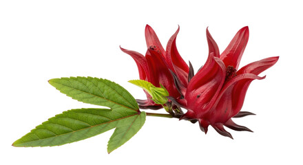 Isolated Roselle Flowers with Leaf
