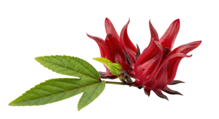 Isolated Roselle Flowers with Leaf