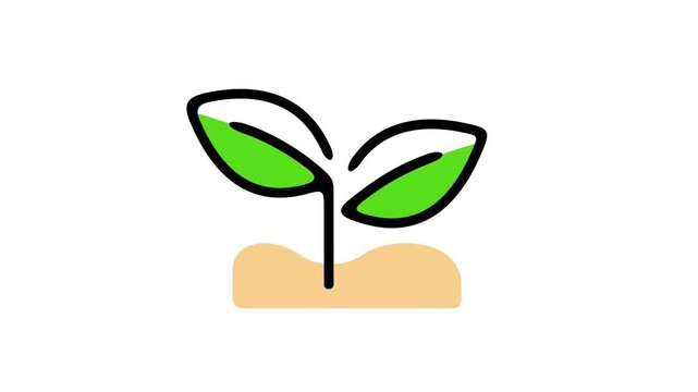 Seedling grows out of soil, graphic animation. Colored. Alpha channel. Transparent background motion design. 4K resolution