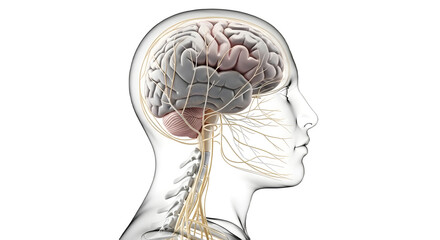human brain anatomy..PNG