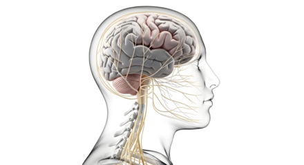 human brain anatomy..PNG