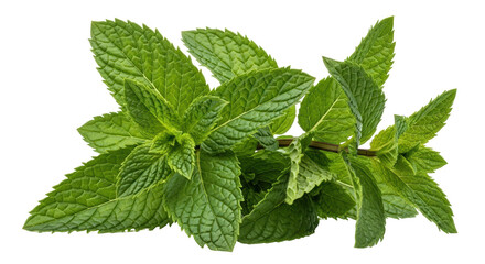 Isolated Mint Leaves