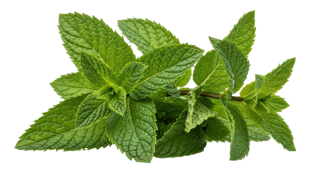 Isolated Mint Leaves