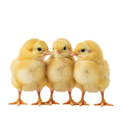 Fototapeta premium Drei kleine, gelbe Küken stehen zusammen auf transparentem Hintergrund, PNG
